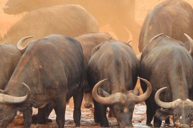 3 Days Mombasa, Taita Hills and Ngutuni Sanctuary Wildlife Safari - FAQs