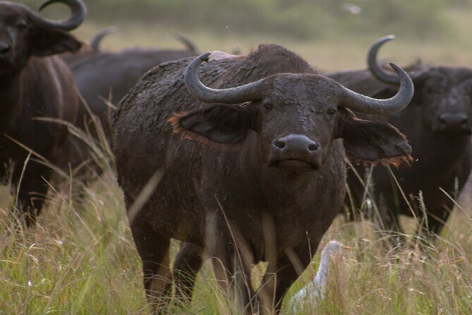3 Days Murchison Falls Adventure Wildlife Safari Uganda Tour - What You’ll Love About This Experience