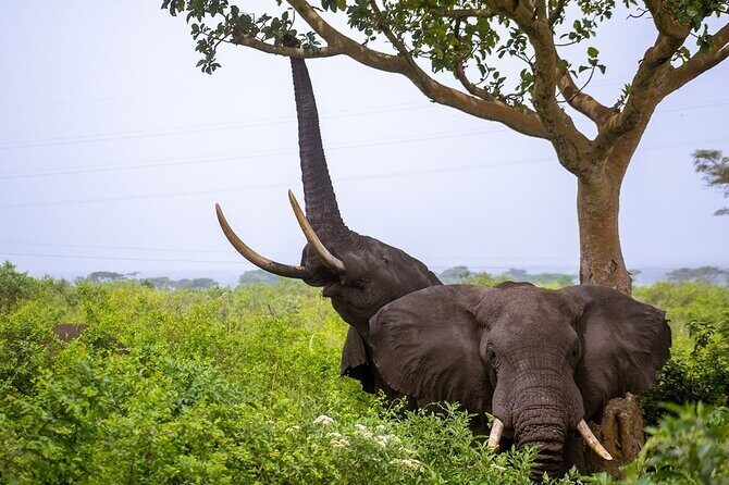3 Days Murchison Falls Adventure Wildlife Safari Uganda Tour - Possible Considerations
