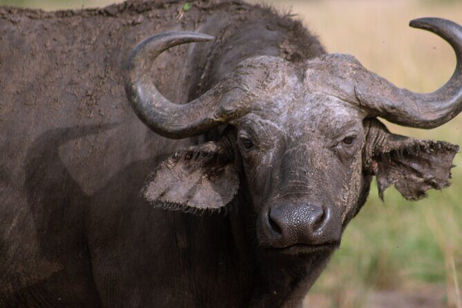 3 Days Murchison Falls Adventure Wildlife Safari Uganda Tour - Frequently Asked Questions