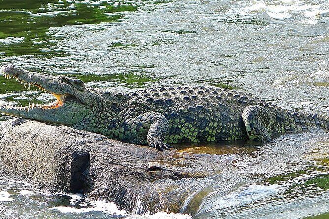 3-Days Murchison Falls and Ziwa Rhino Sanctuary - An In-Depth Look at the 3-Day Murchison Falls and Ziwa Rhino Sanctuary Tour