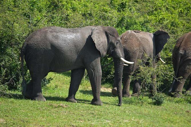 3 days Murchison Falls, Boat cruise and wildlife game viewing - Transportation, Guides, and Logistics