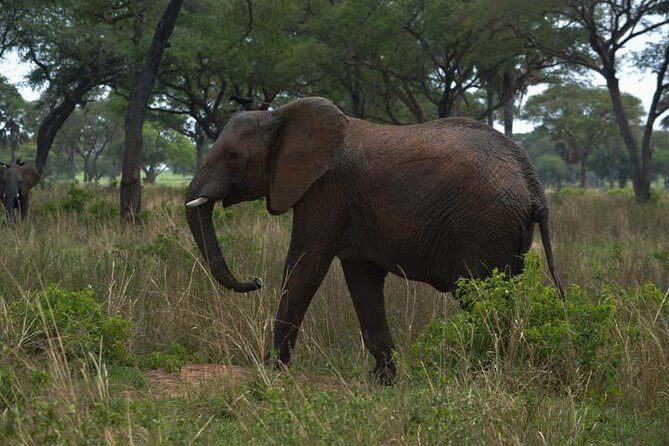 3 days Murchison Falls, Boat cruise and wildlife game viewing - Summary: Is This Tour Right for You?