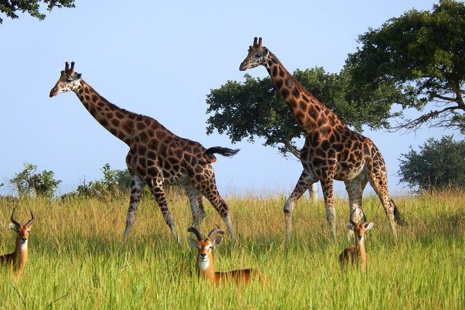3 Days Murchison Falls - Budget - Why this tour stands out