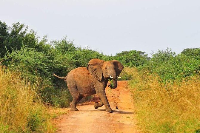 3 Days Murchison Falls - Budget - Authentic insights from reviews