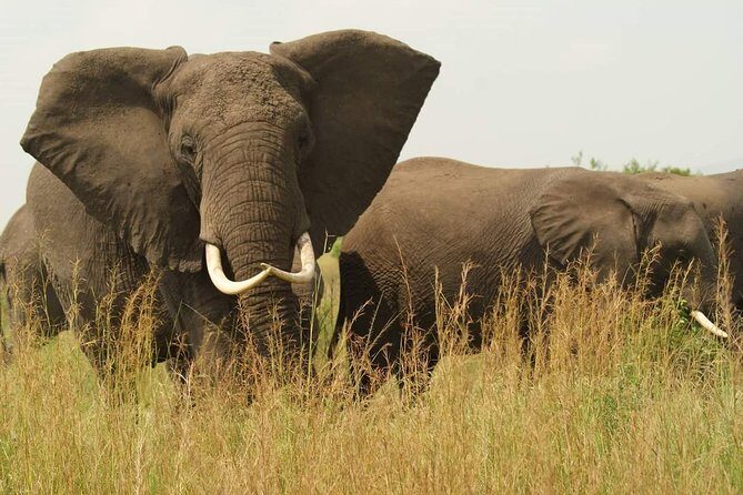 3 Days Murchison Falls - Budget - Who is this tour best for?