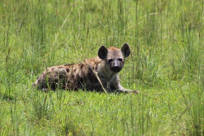 3 Days Murchison Falls Holiday Safari - Discovering Murchison Falls: What to Expect on This 3-Day Safari