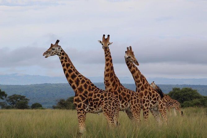 3 Days Murchison Falls Holiday Safari - Frequently Asked Questions (FAQs)