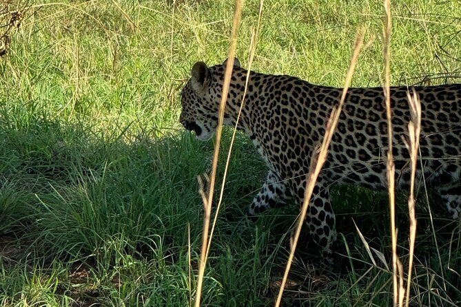 3 Days Murchison Falls National Park Safari & Rhino tracking - An In-Depth Look at the Tour