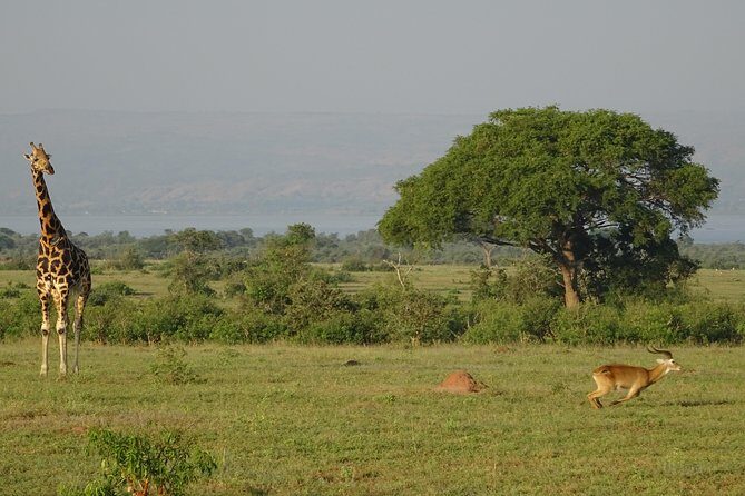 3 Days Murchison falls park Uganda - 3 Days Murchison Falls Park Uganda: A Complete Guide