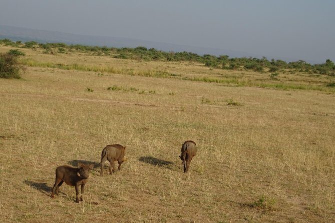 3 Days Murchison falls park Uganda - Key Points