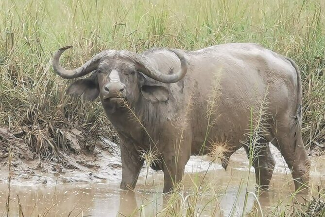 3 Days Murchison falls park Uganda - What Reviewers Are Saying