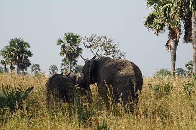 3 Days Murchison falls park Uganda - Practical Details & Considerations