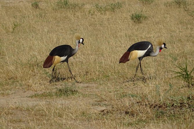3 Days Murchison falls park Uganda - Who Is This Tour Best For?