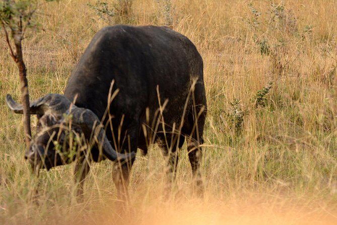 3 Days Murchison Falls Wildlife Safari - Introduction
