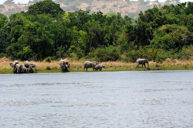 3 Days Murchison Falls Wildlife Safari - Key Points