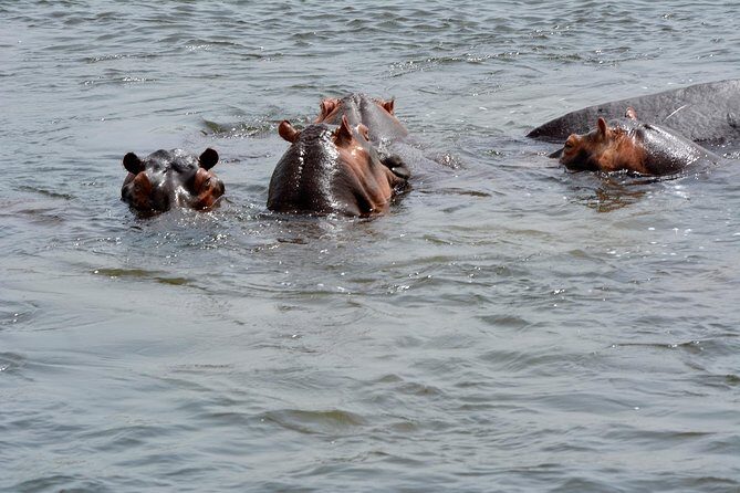 3 Days Murchison Falls Wildlife Safari - The Practical Side: Transportation & Logistics