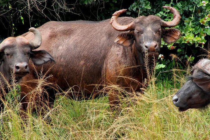 3 Days Murchison Falls Wildlife Safari - Frequently Asked Questions