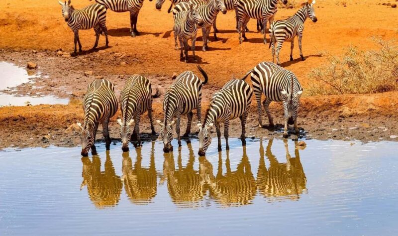3 Days Nairobi to Amboseli to Tsavo east to Mombasa Safari. - Key Points