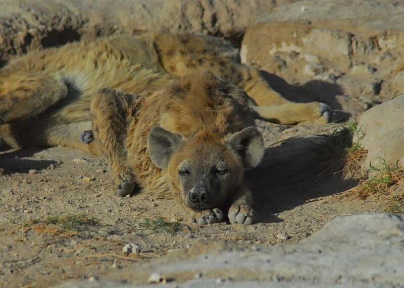 3 Days Nairobi to Amboseli to Tsavo east to Mombasa Safari. - Final Thoughts