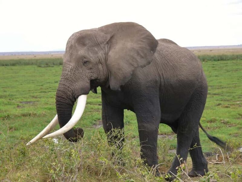 3 Days Nairobi to Amboseli to Tsavo East to Mombasa Safari - Exploring the Itinerary in Detail