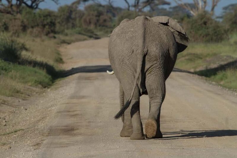 3 Days Nairobi to Amboseli to Tsavo East to Mombasa Safari - The Experience from Reviews and Guides  