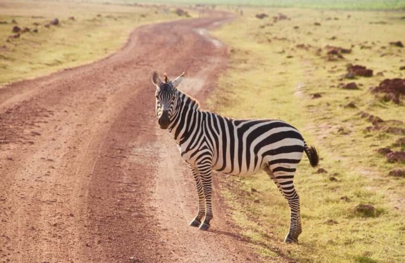 3 Days Nairobi to Amboseli to Tsavo East to Mombasa Safari - The Sum Up: Is This Tour Worth It?  