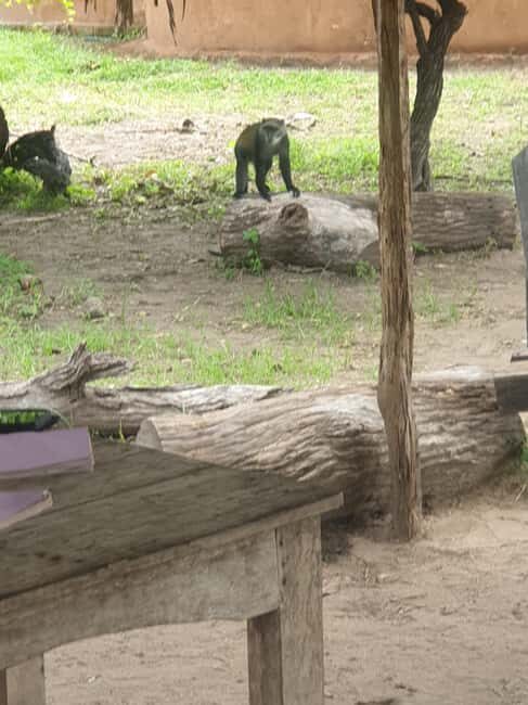 3 DAYS NYERERE NATIONAL PARK FROM ZANZIBAR BY FLIGHT. - Introduction