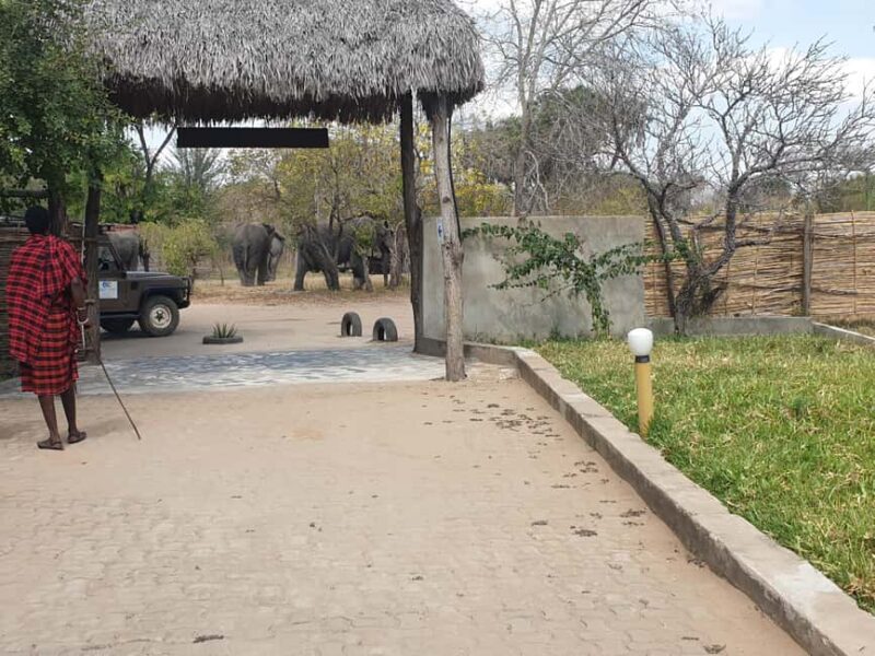 3 DAYS NYERERE NATIONAL PARK FROM ZANZIBAR BY FLIGHT. - Day 2: Maasai Culture and Sunset Boat Safari