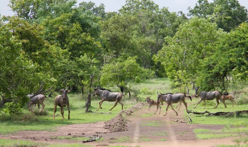 3 Days Nyerere National Park Safari (Selous Game Reserve) - Key Points