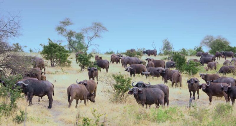 3 Days Nyerere National Park Safari (Selous Game Reserve) - Exploring Tanzania’s Hidden Treasure: Nyerere National Park