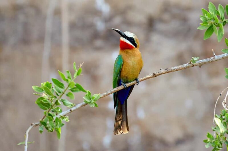 3 Days Nyerere National Park Safari (Selous Game Reserve) - Authentic Experiences and Unique Highlights