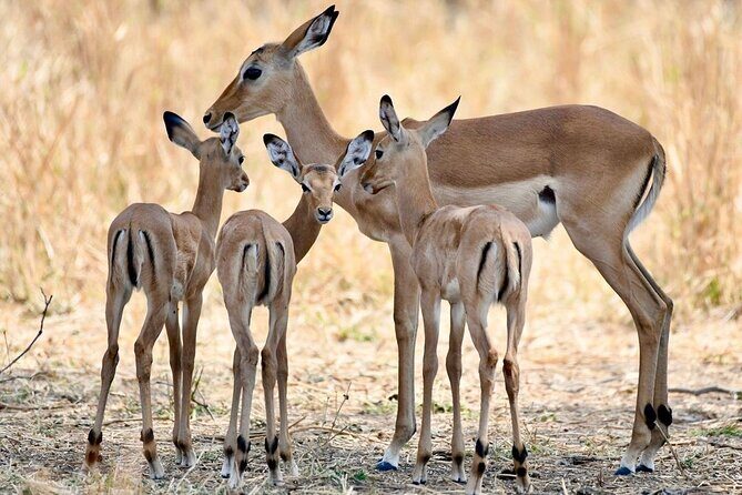 3 Days Nyerere National Park Safari (Selous Game Reserve) - Key Points