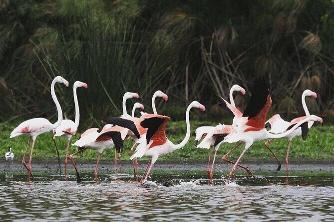 3 Days Nyerere National Park Safari (Selous Game Reserve) - A Genuine Look at the 3-Day Nyerere National Park Safari