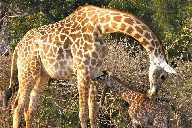 3 Days Nyerere National Park Safari (Selous Game Reserve) - Who Should Consider This Safari?