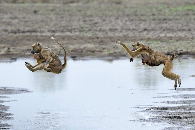 3 Days Nyerere National Park Safari (Selous Game Reserve) - FAQ