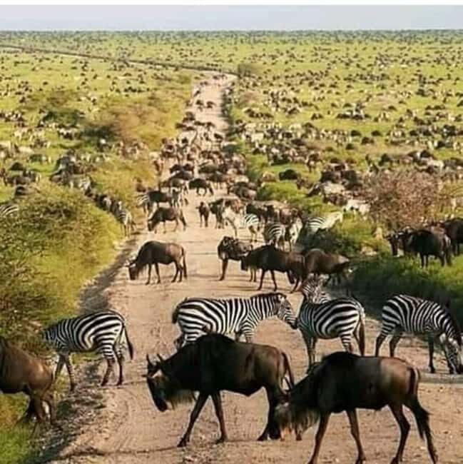 3 Days Nyerere National Park - Key Points