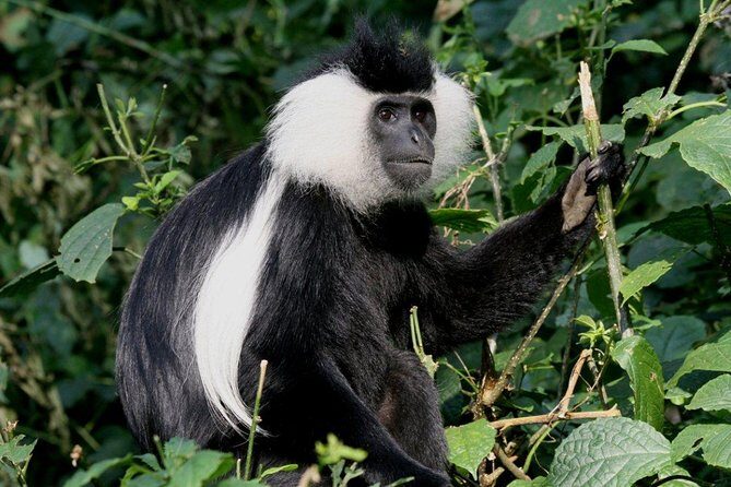 3 Days Nyungwe Natural forest tour in Rwanda - Day 1: From Kigali to Nyungwe, with cultural stops
