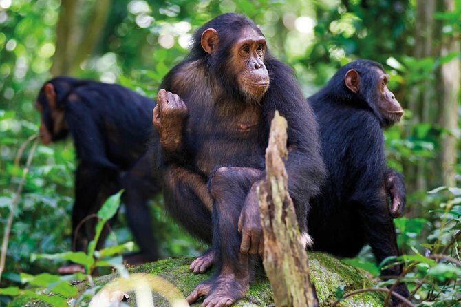 3 Days Nyungwe Natural forest tour in Rwanda - Additional Considerations