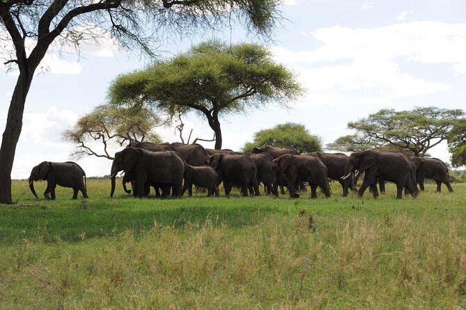 3 Days of Camping Bliss in Serengeti and Ngorongoro Crater - Discovering Tanzania’s Wildlife: An In-Depth Look
