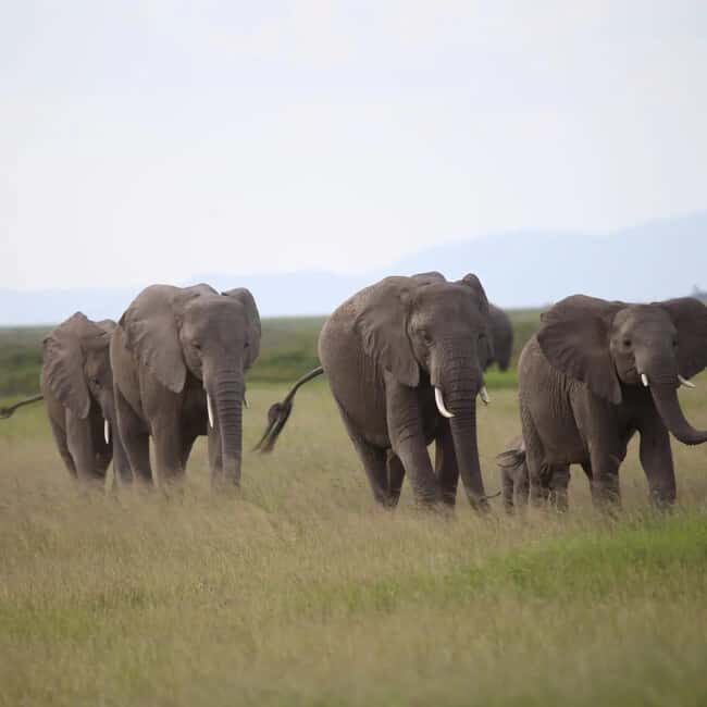 3 Days of Wildlife Wonder in Amboseli National Park - Why This Safari Stands Out