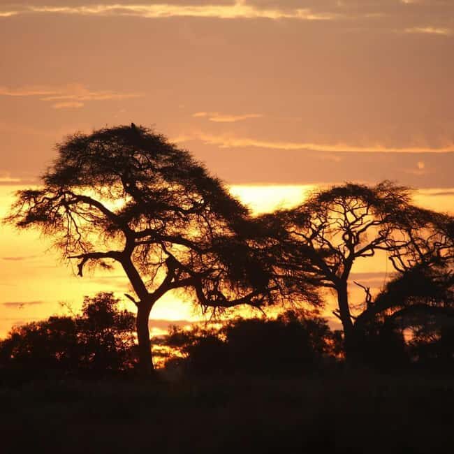 3 Days of Wildlife Wonder in Amboseli National Park - Day 1: Arrival and First Game Drive