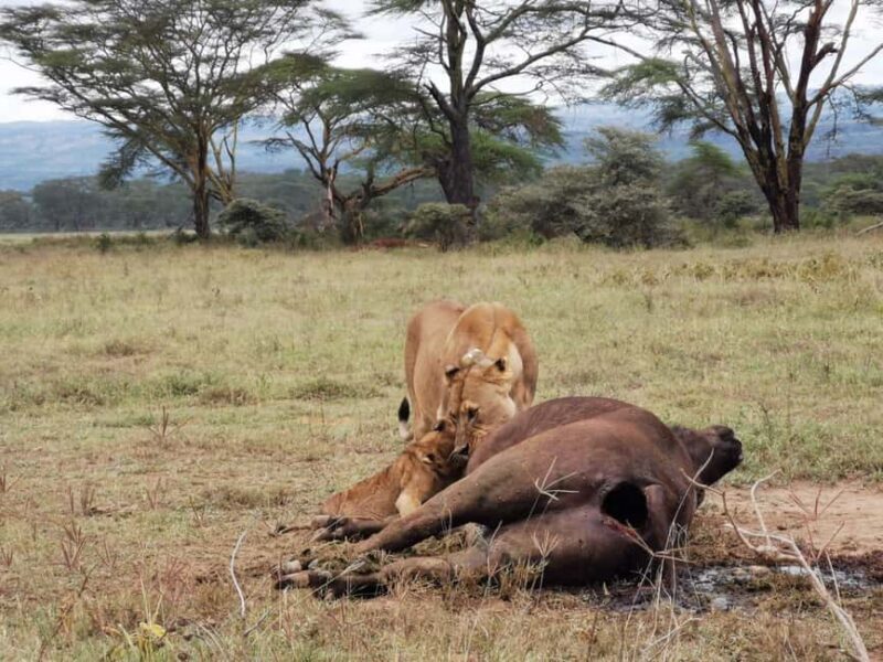 3 Days of Wildlife Wonder in Amboseli National Park - Day 3: Farewell and Last Chance for Wildlife