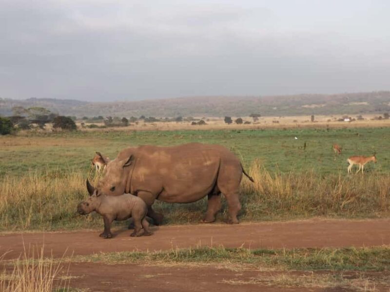 3 Days of Wildlife Wonder in Amboseli National Park - What to Pack & Tips for Your Safari