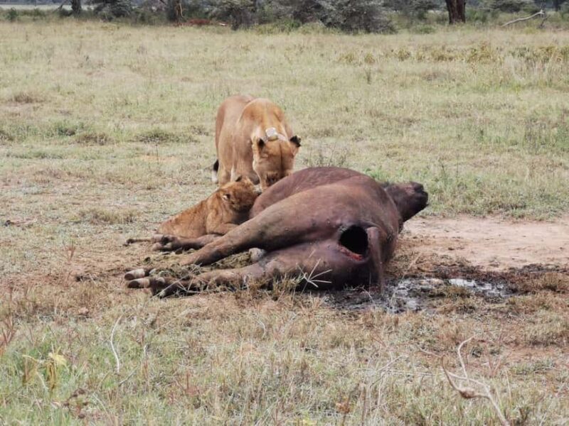 3 Days of Wildlife Wonder in Amboseli National Park - Who Would Love This Tour?