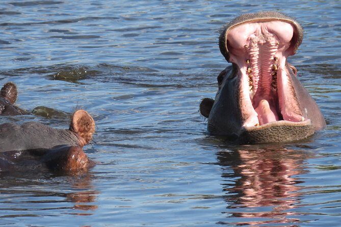 3 Days Okavango Delta - Final Thoughts: Who Should Consider This Tour?