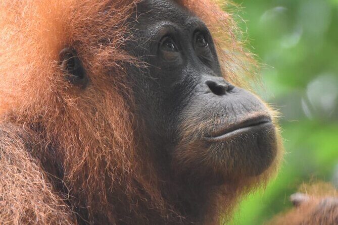 3 Days Orangutan Sumatra Jungle Trekking with Rafting - An Overview of the Jungle Trekking and Rafting Experience