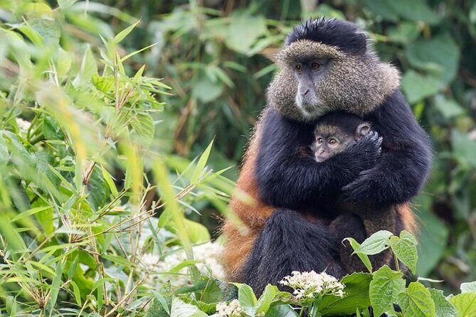 3 Days Private Bwindi Gorillas and Volcanoes Golden Monkey Trek - Key Points