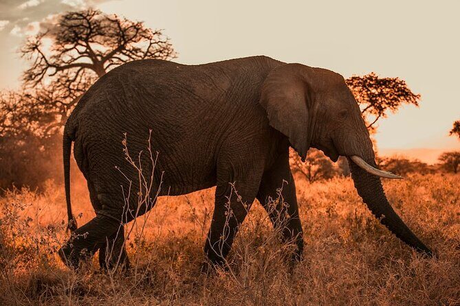 3 Days Private Classic Mid Range Serengeti Safari - An Overview of the 3-Day Serengeti Safari Experience