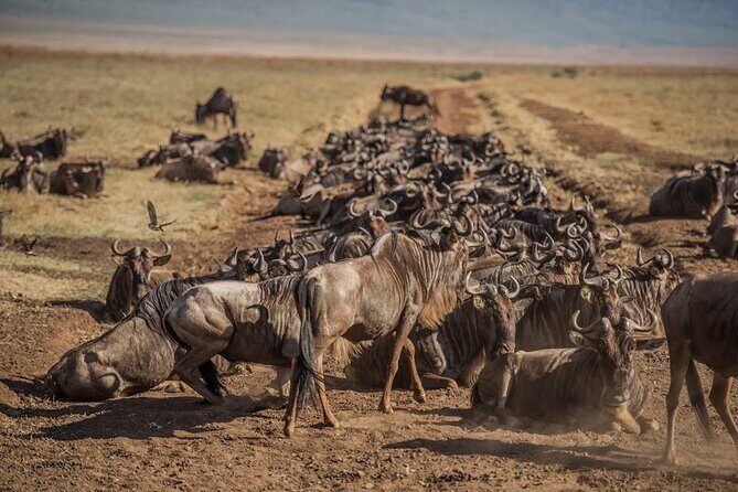 3 Days Private Classic Mid Range Serengeti Safari - Insights from Travelers’ Reviews